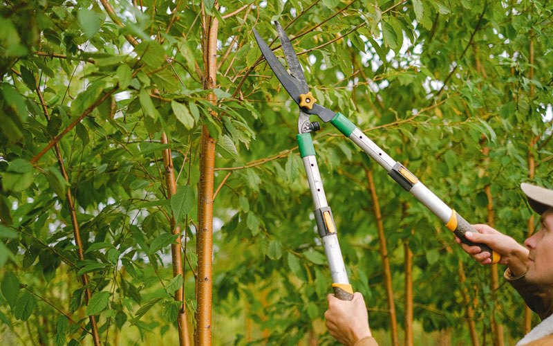 Tree trimming in Spring Valley, MN